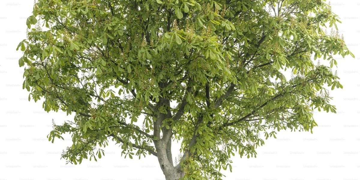 Tree Pollarding
