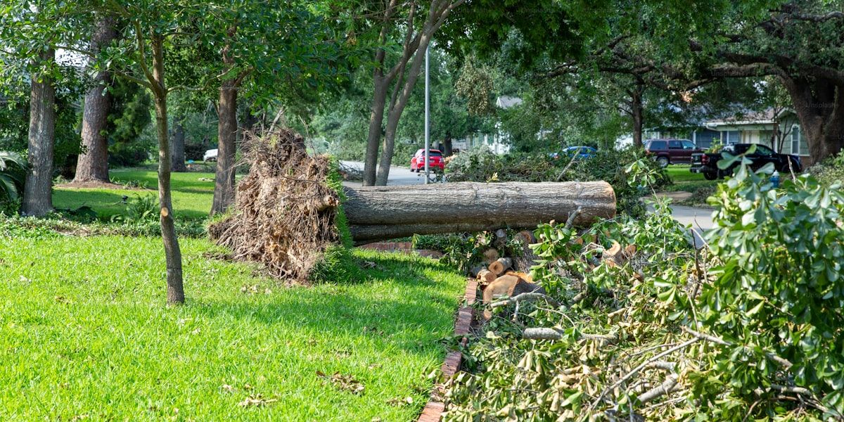 Emergency Tree Work