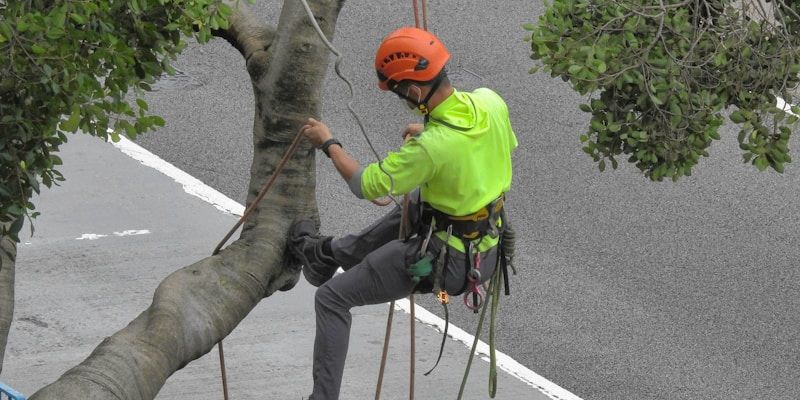Arborist in a harness high in a tree, working with a chainsaw