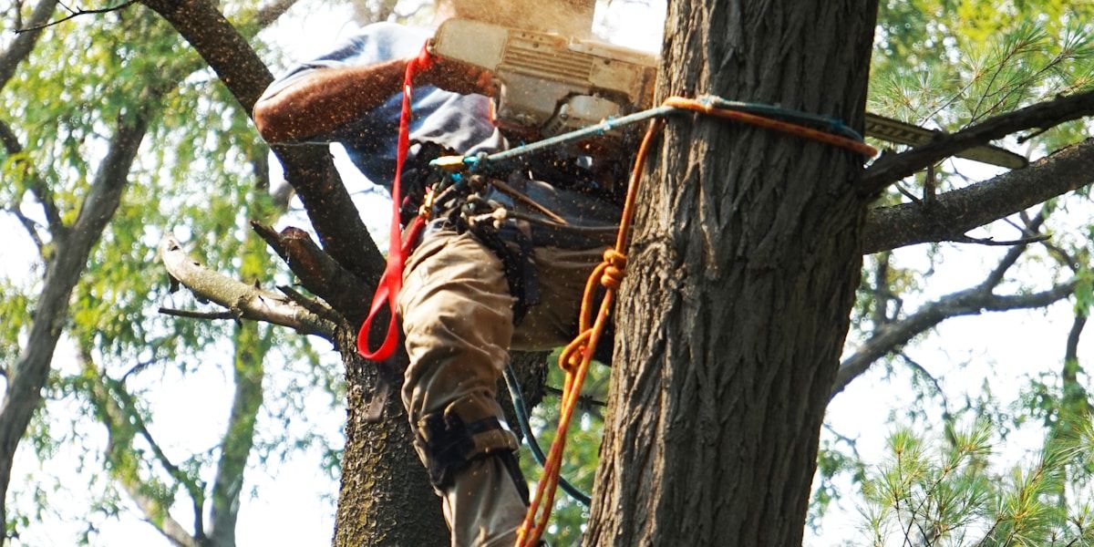 Tree Pruning